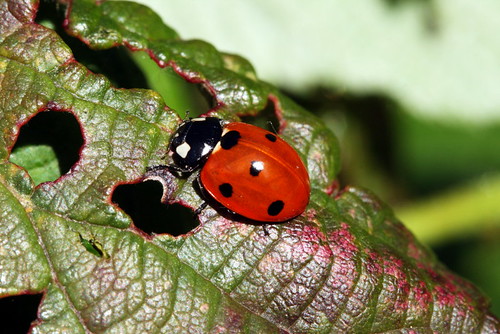 ladybird 36121