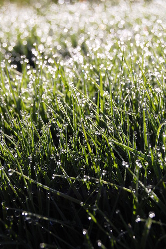 green grass sunrise spring nikon dew groundlevel lowperspective d40 jeremystockwellpix nikond40