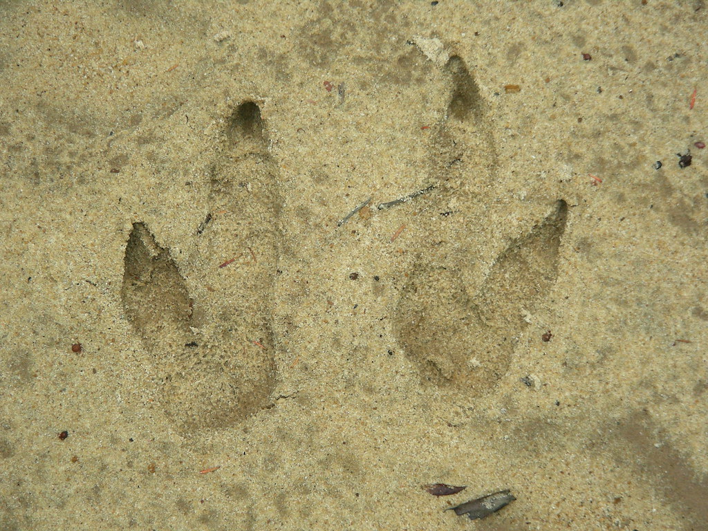 Swamp wallaby tracks