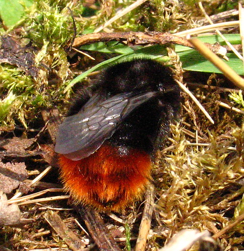 Red Tailed Bee 7568xx