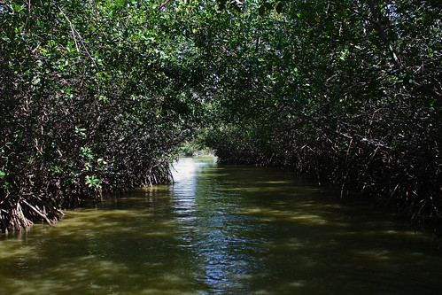 peru water canon puerto outdoors rebel mar agua xsi pizarro manglar tumbes manglares peruvianimageshistoryculture