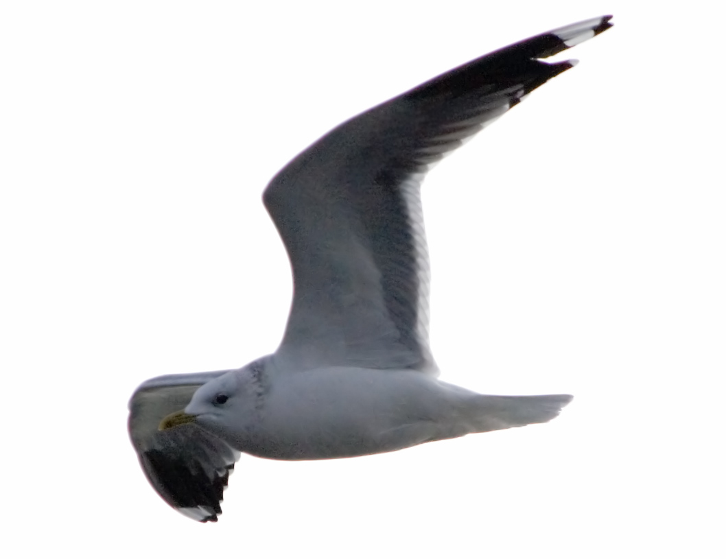 Photograph titled 'Common Gull'