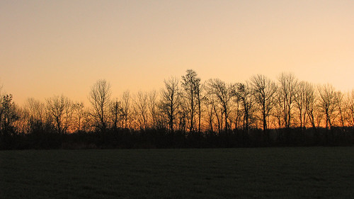 trees sunset oregon harrisburg