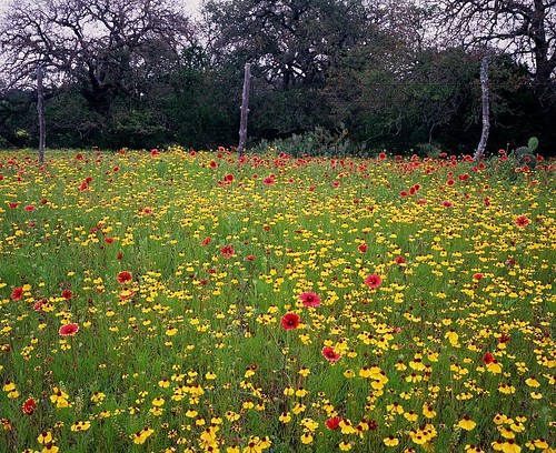 film mediumformat 6x7 hillcountry wildflower firewheel filmscan texaswildflowers indianblanket texaswildflower mamiya7 mamiya7ii greenthread
