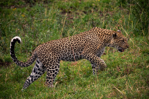 africa female tanzania safari leopard serengeti bigfive