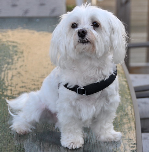 Lucky The Maltese Dog - Seven Years Old Today - June 16, 2009. Photo taken On Tuesday June 16, 2009