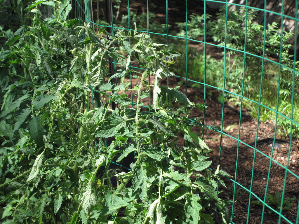 Supporting tomato plants: when, why & how - Plantura