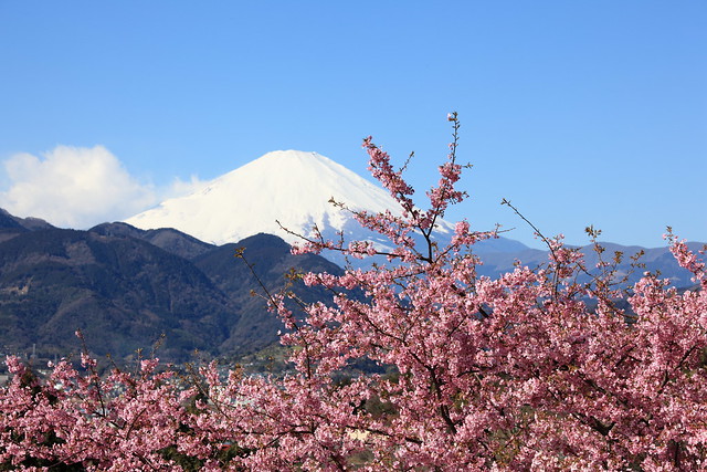 Sakura and Mt. Fuji / 桜(さくら)と富士山(ふじさん)