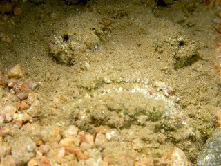 Stonefish hiding in the sand
