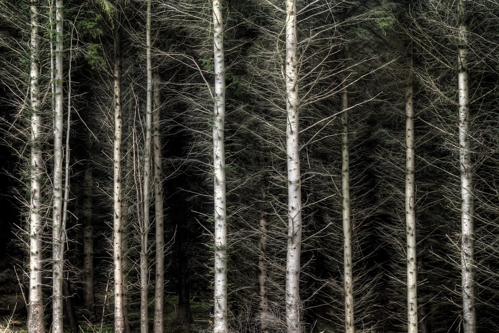 Trees of Wicklow