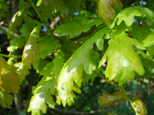 new oak leaves