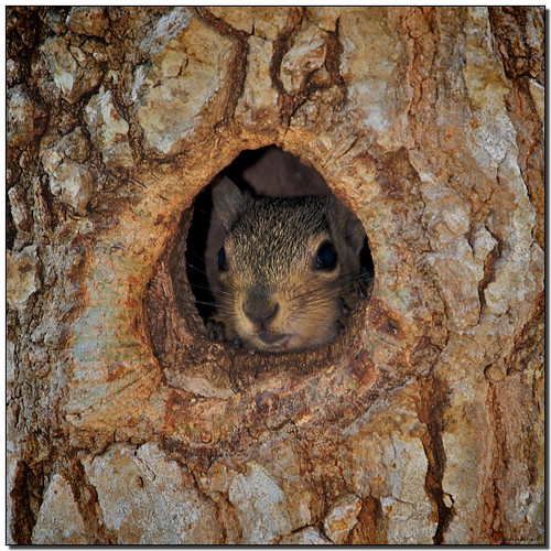 squirrel naturesfinest