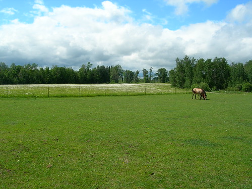 horse field minnesota country duke honey pasture arabian floodwood summer2009