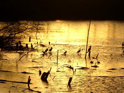 sunset orange sun lake water birds wildlife brownsville utb