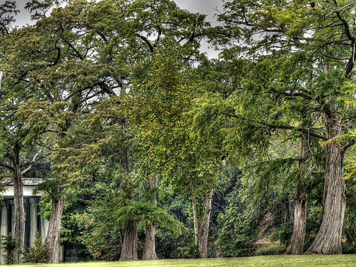 tree green colin berry texas kerrville hdr photomatix tonemapped