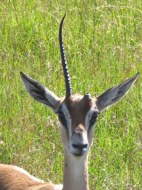 Single horn deer