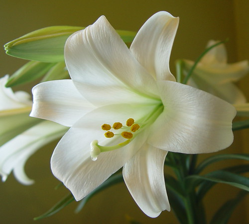 white flower easter lily blossom easterlily abbotsford sonydscf707 potofgold stmatts liliumlongiflorum bermudalily goldstaraward awesomeblossoms 100commentgroup anuniverseofflowers