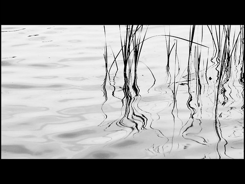 bw plants lake water reeds 123bw sigma1770mm canon400d
