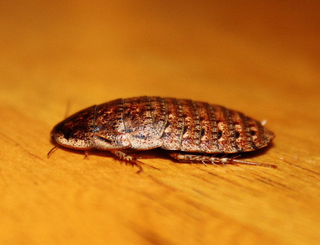 Blaberidae>Calolampra? Trilobite Cockroach IMG4768 | Flickr