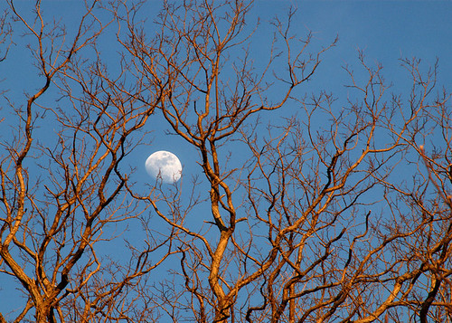 park blue trees winter sunset sky orange moon ny webster nikond200 nikkor18200vr judyknesel
