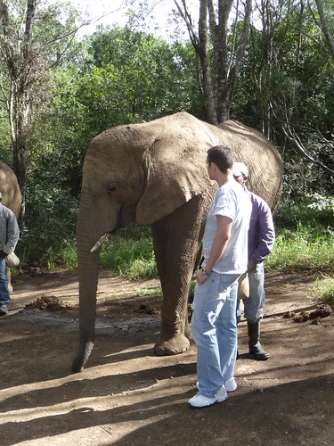 trip holiday elephant southafrica march 2009 gardenroute scully elephantsanctuary plettenbergbay