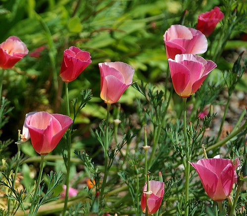 Eschscholzia californica - California Poppy garden cultivars