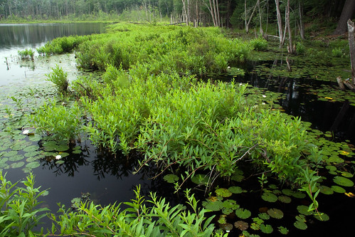 pond vegetation hollis waterwillow decodonverticillatus lovewellpond marshymoat