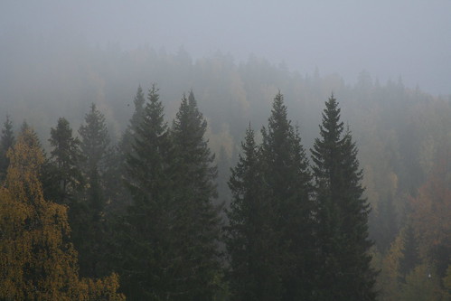 cloud lake fog forest finland landscape koli pielinen