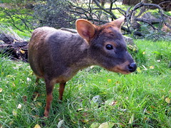 What's a Pudu Do…Oh You Get The Idea