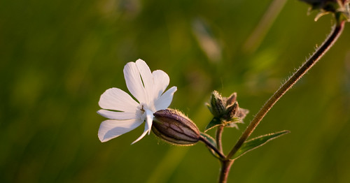 fleur lot blanc vegetal vulgaris ef50mmf18 midipyrénées silène departementdulot sileneinflata