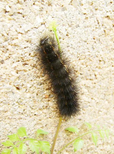 bear county butterfly liberty texas caterpillar larva woolly romayor
