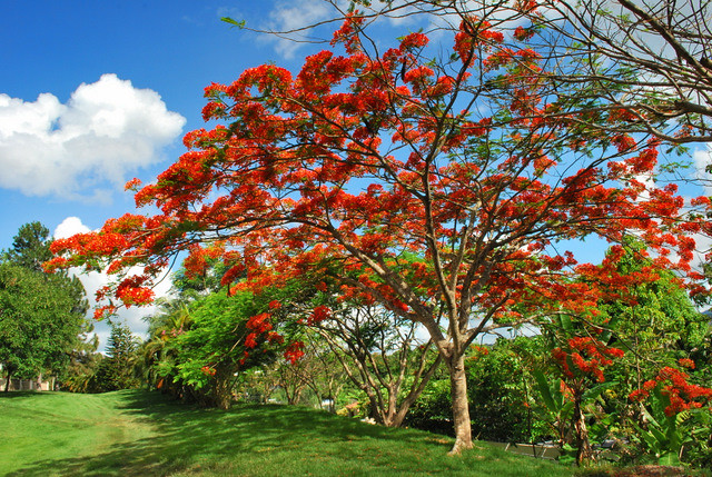 Puerto Rican Tree - Flamboyán | Flickr - Photo Sharing!