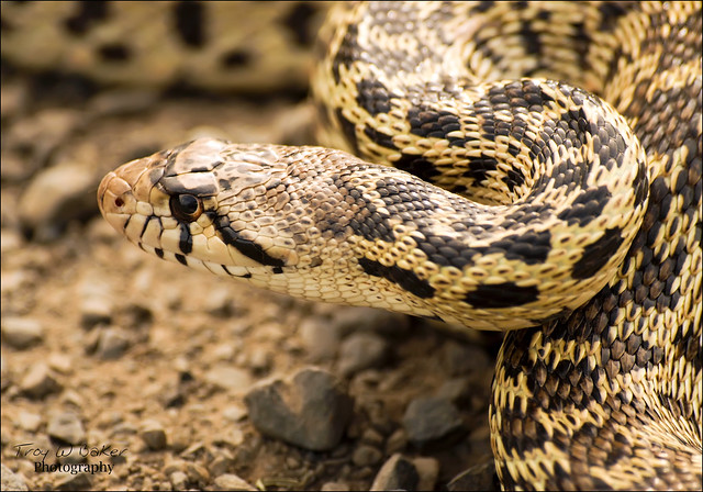 Pacific Gopher Snake | Flickr - Photo Sharing!