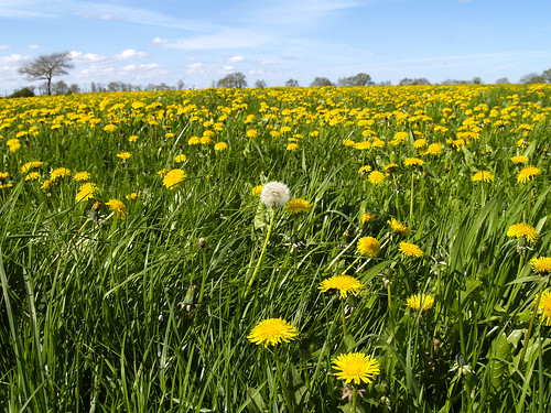 flowers france green yellow spring meadow olympus