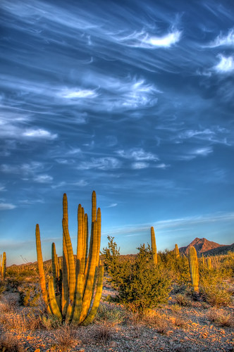 arizona cactus sky clouds sunrise desert border sonoran paintbrush hdr nationalmonument organpipecactus organpipecactusnationalmonument