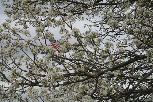 flowers spring missouri april 2008 usflag sedalia