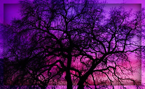 pink blue sunset sky black tree silhouette purple branches