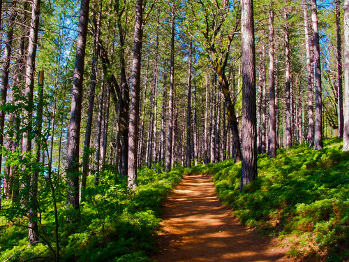 california lake landscape jenkinsonlake pollockpines nejmantowicz jenkinsonreservoir