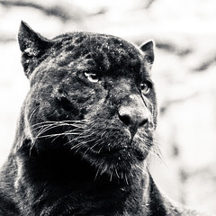 Mowgli the Black Jaguar