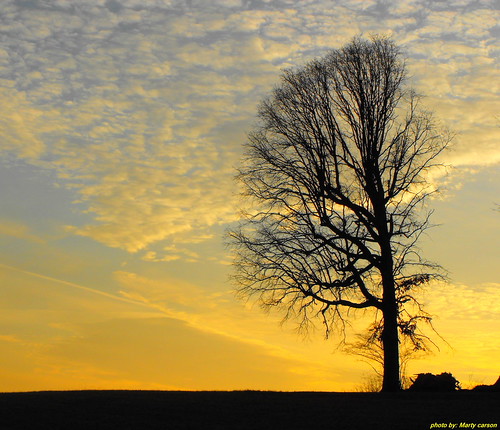 tree silhouette sunrise carson photography tn tennessee east morristown easttennessee easttn morristowntn hamblencounty carsonphotography