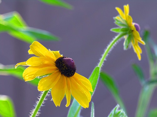 flower yellowflower sensational daisey vosplusbellesphotos