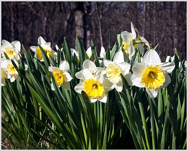 Daffodils In Bloom Flickr Photo Sharing!