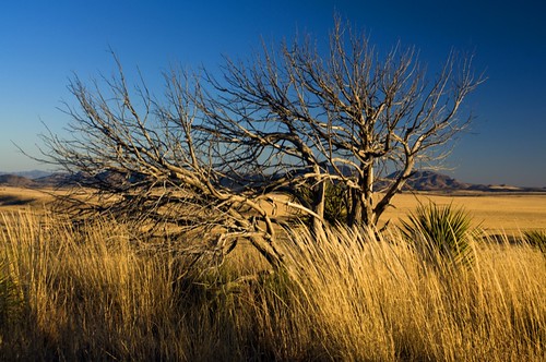 sunset mountains tree yellow landscape texas windswept fortdavis davismountainsstatepark