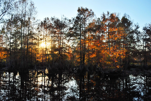 november autumn sunset fall louisiana glow swamp cypress preserve lakemartin cypressisland
