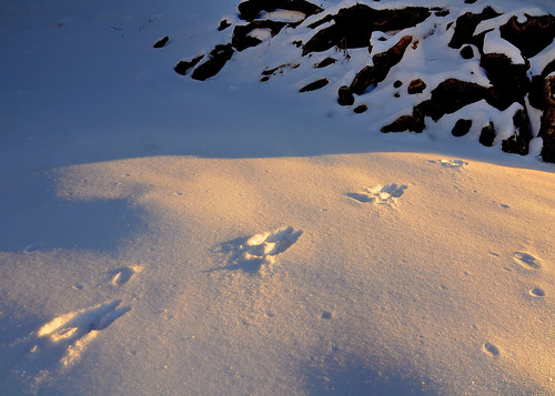 morning winter snow ice sunrise river lafayette tracks footprints indiana wabash nikond90