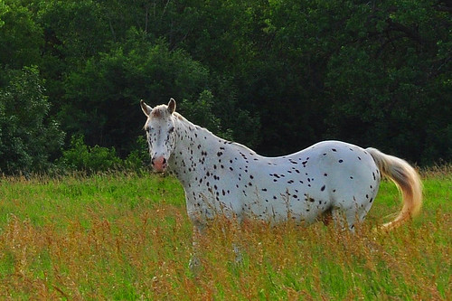 sunset horse rural nikon country iowa pasture spotted cherokee loh d90 eieio natureselegantshots