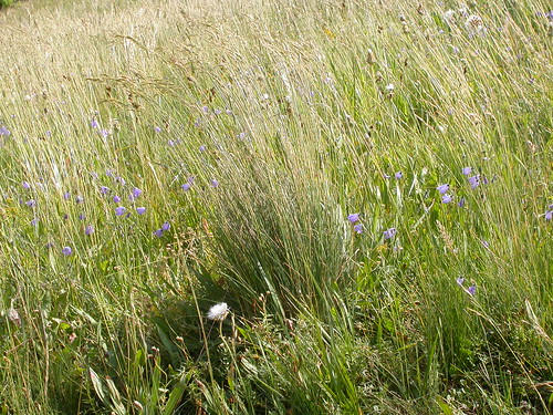 rosspass grass poaceae festuca festucaidahoensis idahofescue perennial bunchgrass habitat habit fescue drysite coolseason midsummer poeae bridgerrange