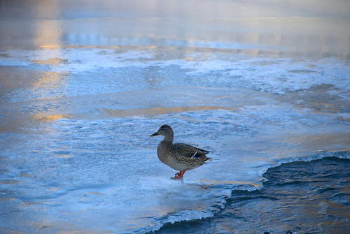 winter sunset cold ice water standing river duck