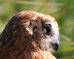 Owl in profile