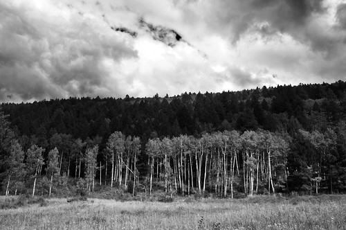 bw tree clouds wideangle filter nd nm aspen cokin santafenationalforest 1024mm hollumsphotographynikond90 mountianshollumsphotographynikond90